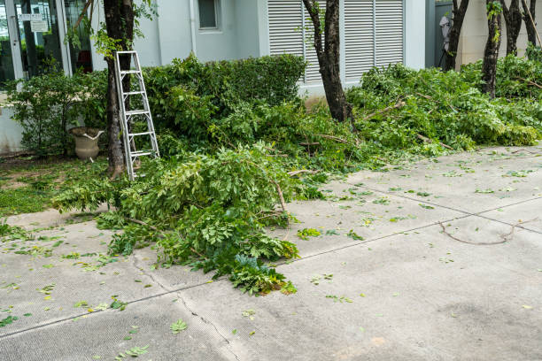 Best Palm Tree Trimming  in Indian Head, MD